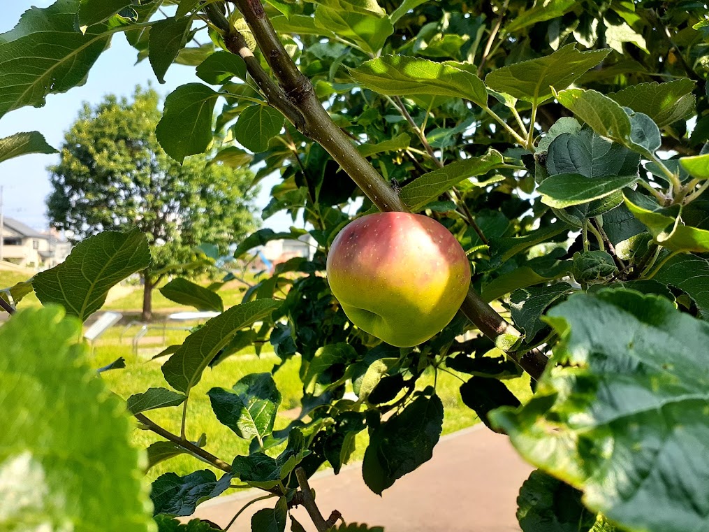 蕨市 日本一早く実がなるりんご として有名な わらびりんご がほんのり赤く色づいています 号外net 戸田市 蕨市