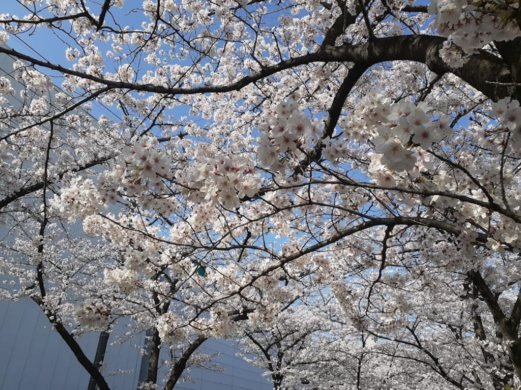 sakura