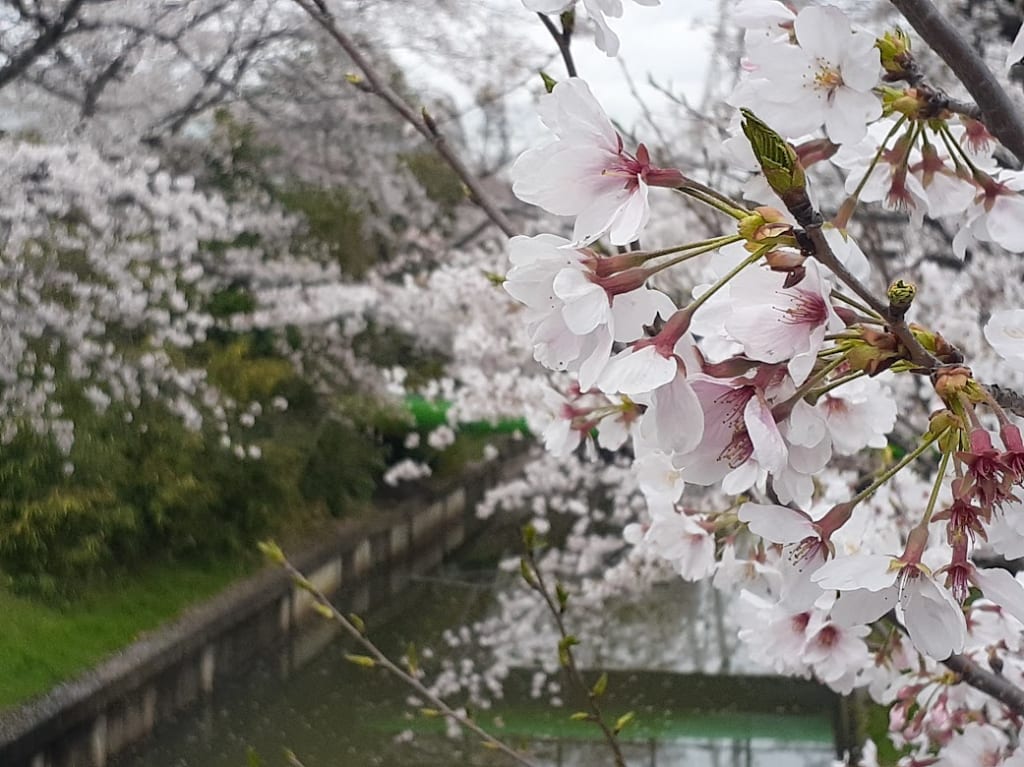 sakura