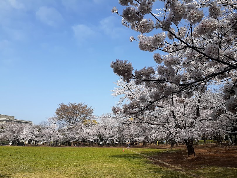 sakura